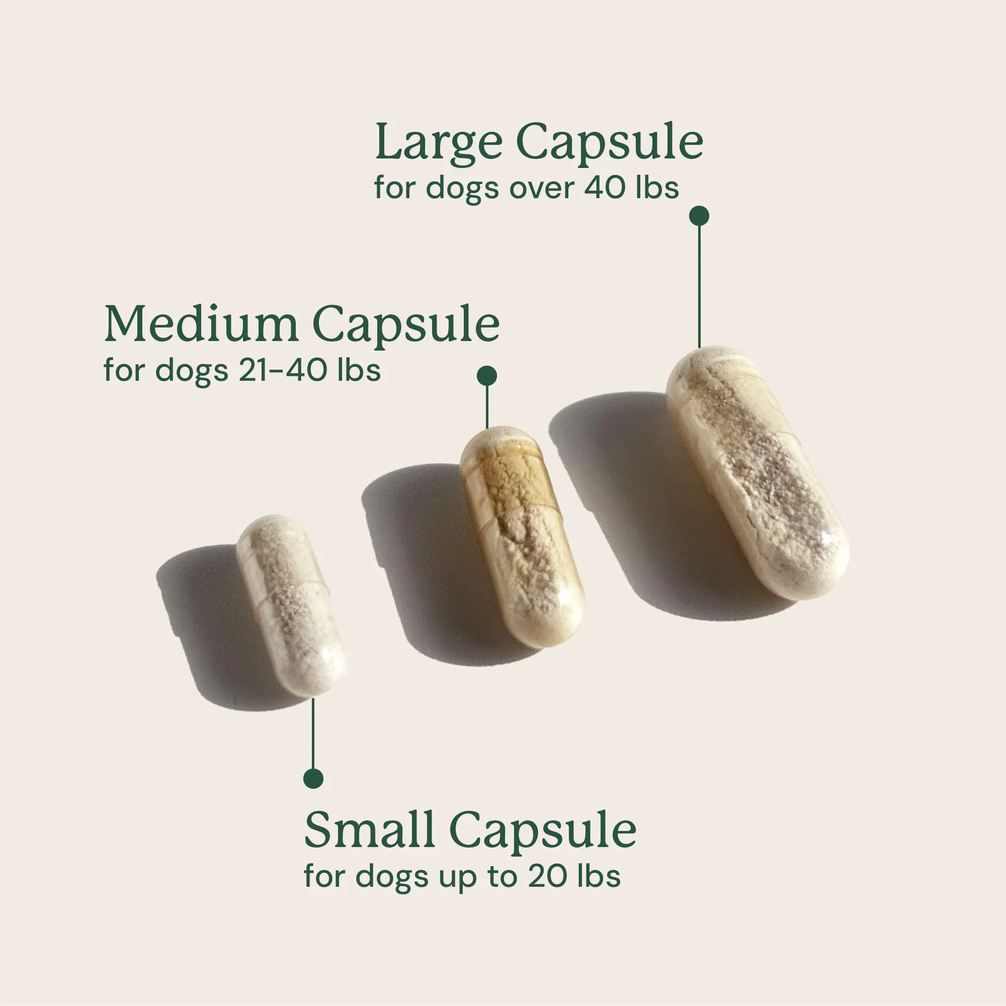 Gut Maintenance Plus Supplement - Image 5
