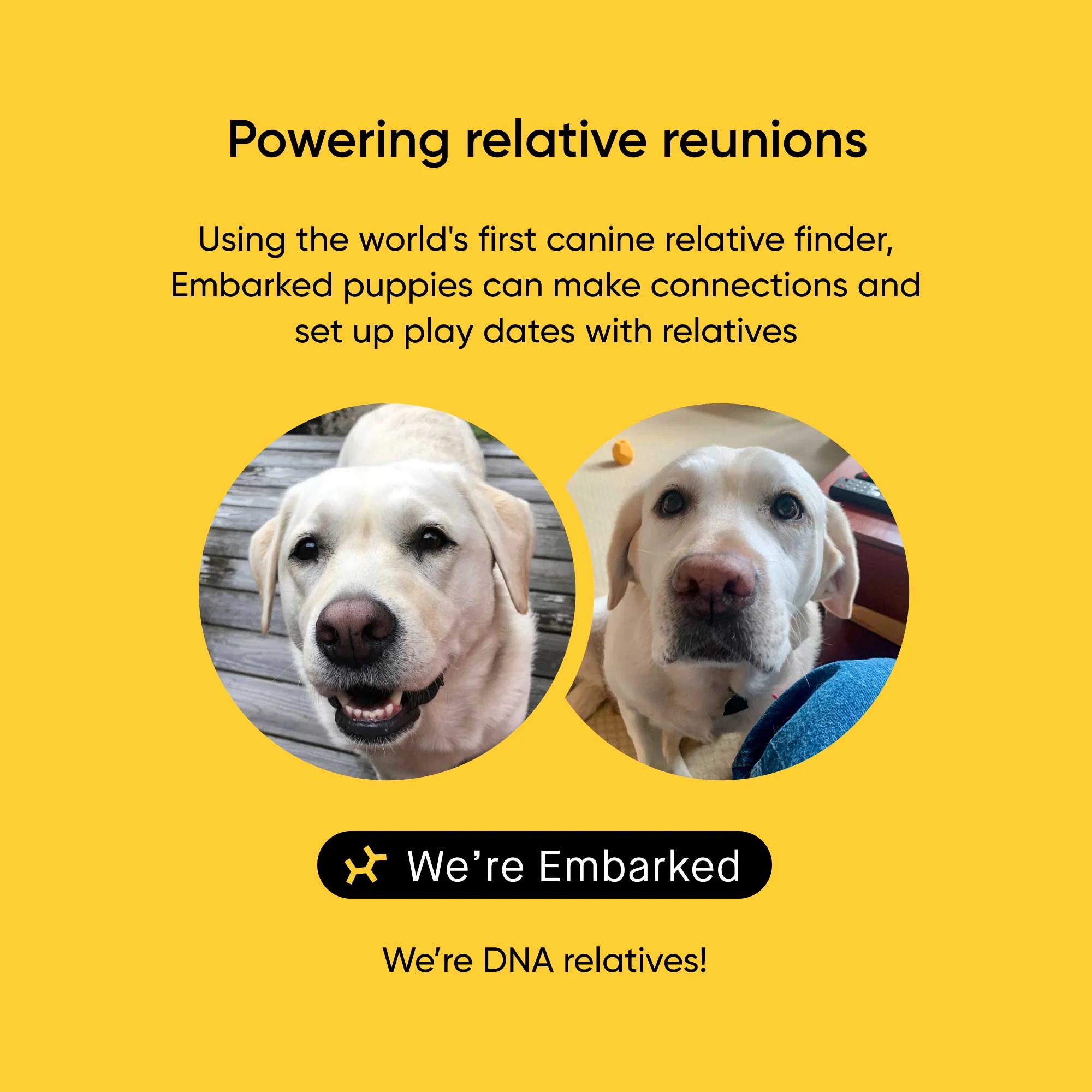 Embark Puppy Partner DNA Test - Image 2