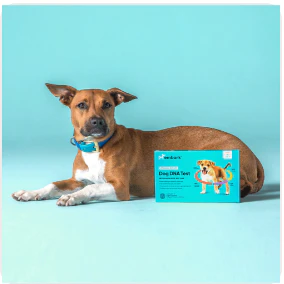 Embark for Veterinarians dog DNA test kits - VetCove - Image 5